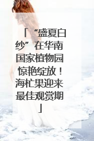 “盛夏白纱”在华南国家植物园惊艳绽放！海杧果迎来最佳观赏期