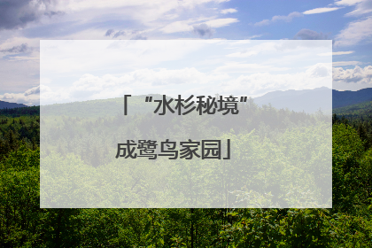 “水杉秘境”成鹭鸟家园