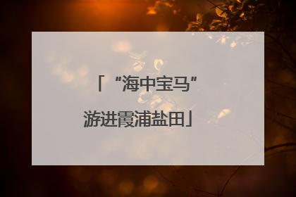 “海中宝马”游进霞浦盐田