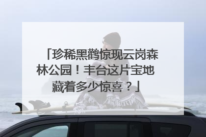 珍稀黑鹳惊现云岗森林公园！丰台这片宝地藏着多少惊喜？