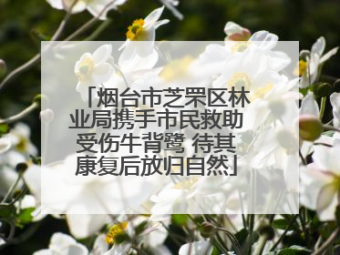 烟台市芝罘区林业局携手市民救助受伤牛背鹭 待其康复后放归自然