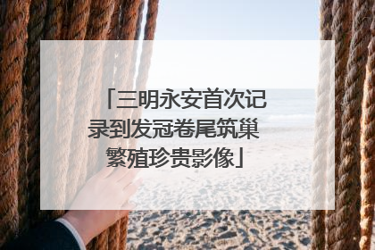 三明永安首次记录到发冠卷尾筑巢繁殖珍贵影像