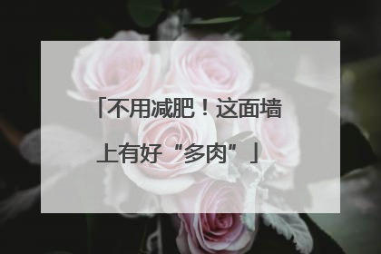 不用减肥！这面墙上有好“多肉”