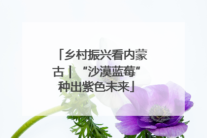乡村振兴看内蒙古｜“沙漠蓝莓”种出紫色未来