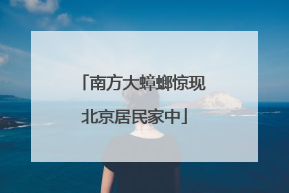 南方大蟑螂惊现北京居民家中