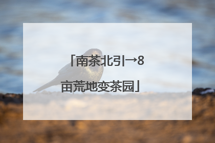 南茶北引→8亩荒地变茶园