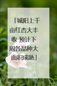 城阳上千亩红杏大丰收 预计下周各品种大面积成熟