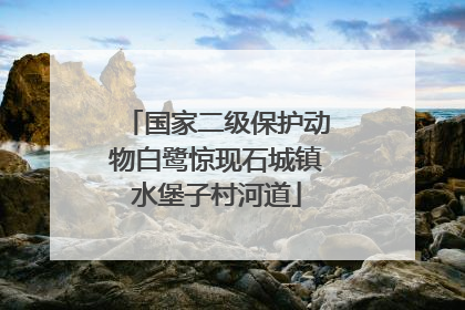 国家二级保护动物白鹭惊现石城镇水堡子村河道