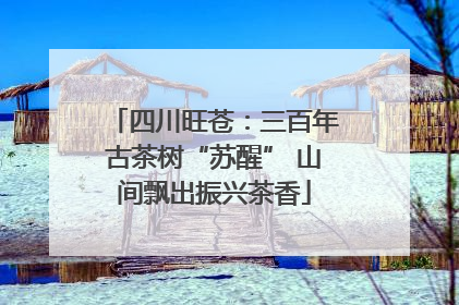 四川旺苍：三百年古茶树“苏醒” 山间飘出振兴茶香