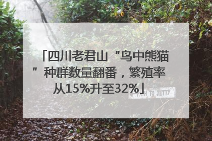 四川老君山“鸟中熊猫”种群数量翻番，繁殖率从15%升至32%