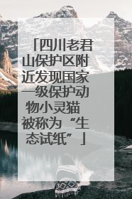 四川老君山保护区附近发现国家一级保护动物小灵猫 被称为“生态试纸”