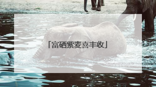 富硒紫麦喜丰收