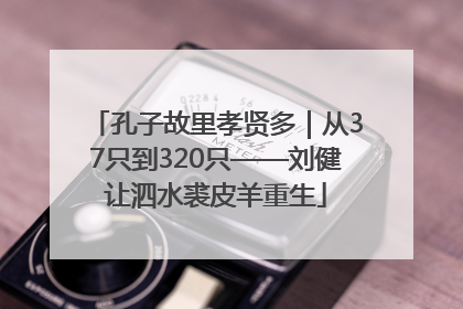 孔子故里孝贤多｜从37只到320只——刘健让泗水裘皮羊重生