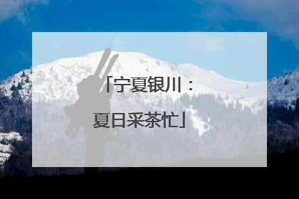宁夏银川：夏日采茶忙