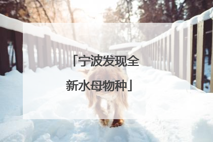 宁波发现全新水母物种