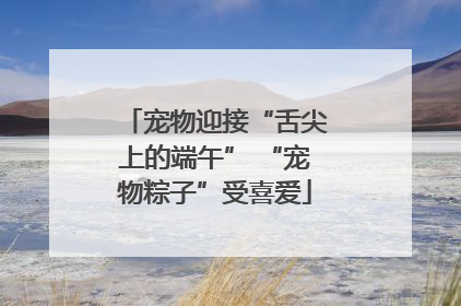 宠物迎接“舌尖上的端午” “宠物粽子”受喜爱