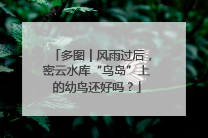 多图｜风雨过后，密云水库“鸟岛”上的幼鸟还好吗？