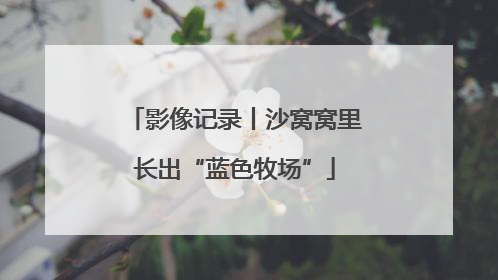 影像记录丨沙窝窝里长出“蓝色牧场”