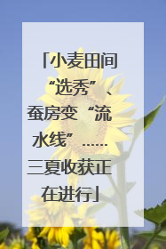 小麦田间“选秀”、蚕房变“流水线”……三夏收获正在进行