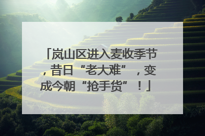 岚山区进入麦收季节，昔日“老大难”，变成今朝“抢手货”！