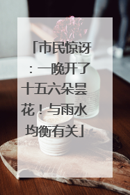 市民惊讶：一晚开了十五六朵昙花！与雨水均衡有关