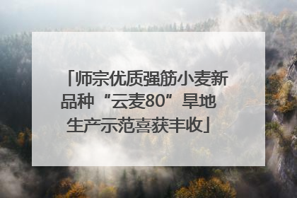 师宗优质强筋小麦新品种“云麦80”旱地生产示范喜获丰收