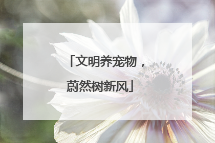 文明养宠物,蔚然树新风