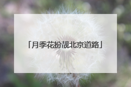 月季花扮靓北京道路