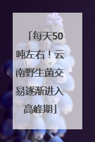 每天50吨左右！云南野生菌交易逐渐进入高峰期