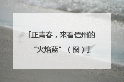 正青春，来看信州的“火焰蓝”（图）