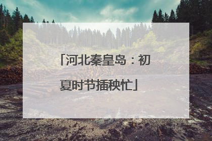 河北秦皇岛：初夏时节插秧忙
