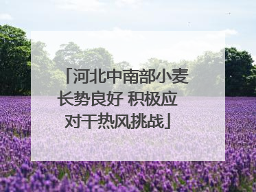 河北中南部小麦长势良好 积极应对干热风挑战