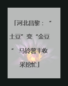 河北昌黎：“土豆”变“金豆” 马铃薯丰收采挖忙