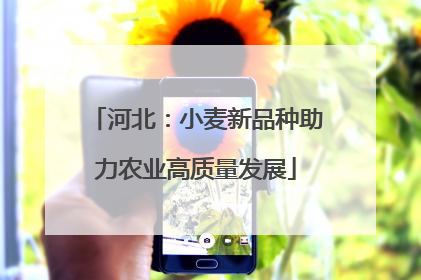 河北：小麦新品种助力农业高质量发展