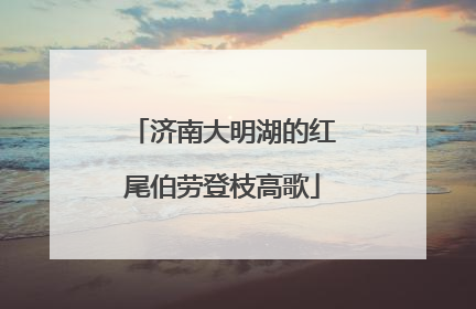 济南大明湖的红尾伯劳登枝高歌