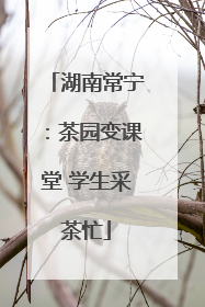 湖南常宁：茶园变课堂 学生采茶忙