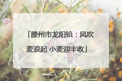 滕州市龙阳镇：风吹麦浪起 小麦迎丰收