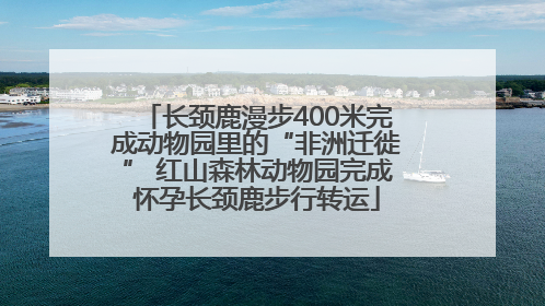 长颈鹿漫步400米完成动物园里的“非洲迁徙” 红山森林动物园完成怀孕长颈鹿步行转运