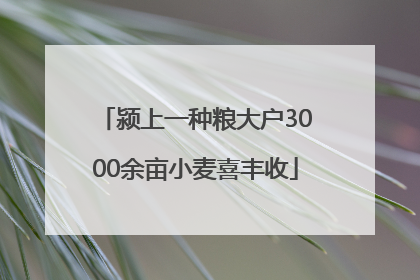颍上一种粮大户3000余亩小麦喜丰收