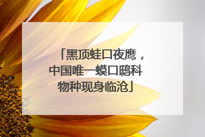 黑顶蛙口夜鹰，中国唯一蟆口鸱科物种现身临沧