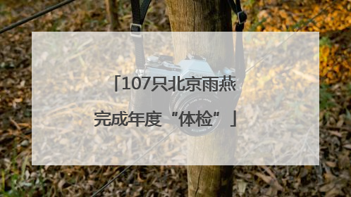 107只北京雨燕完成年度“体检”