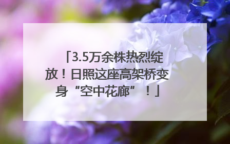 3.5万余株热烈绽放！日照这座高架桥变身“空中花廊”！